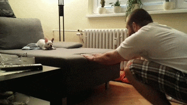 動物のGIF画像が集まるトピ