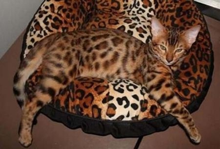 【画像】動物が隠れている画像を下さい