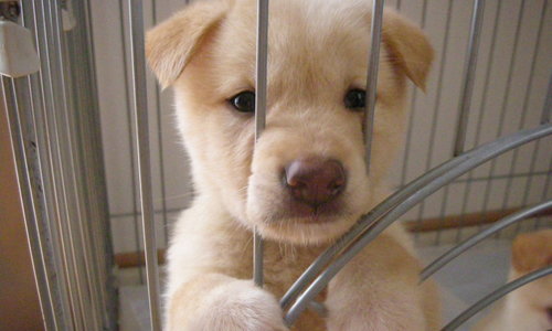 雑種犬の魅力