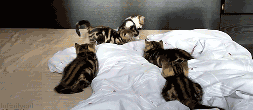 動物のGIF画像が集まるトピ
