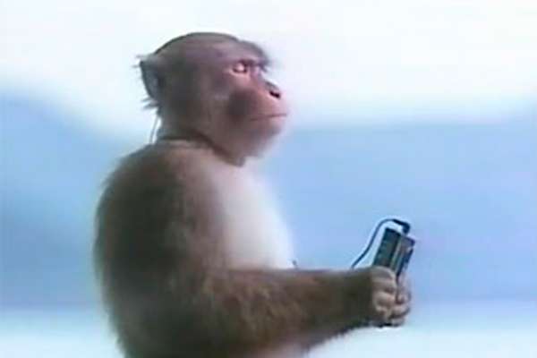 賢そうに見える動物の画像トピ