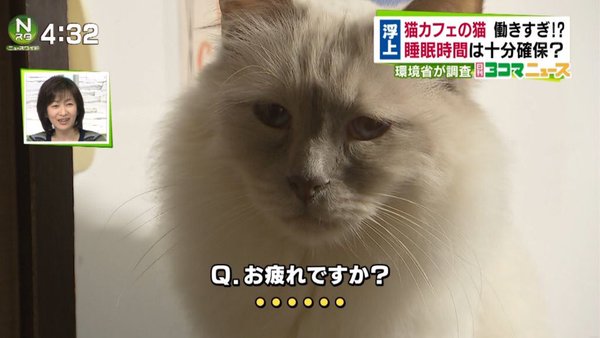 猫カフェ、午後10時まで営業OK　業界「猫は夜行性」