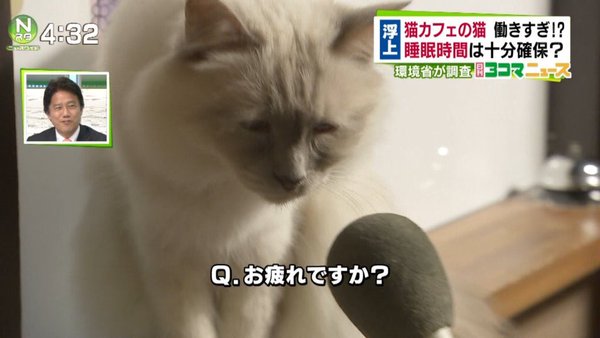 猫カフェ、午後10時まで営業OK　業界「猫は夜行性」