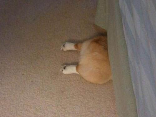 【画像】動物が隠れている画像を下さい