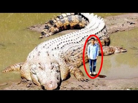 ひたすら大きいものの画像を貼っていくトピ