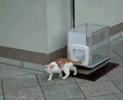 動物のGIF画像が集まるトピ