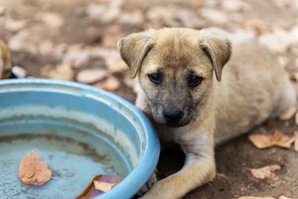 お金がないとペットは飼っちゃダメ？治療費120万円の例も