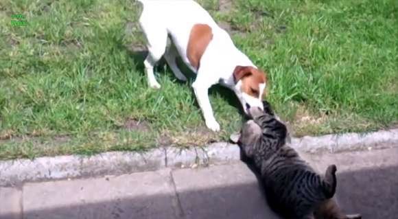 犬と猫って仲良し？それとも？な画像を貼るトピ