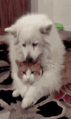 犬と猫って仲良し？それとも？な画像を貼るトピ