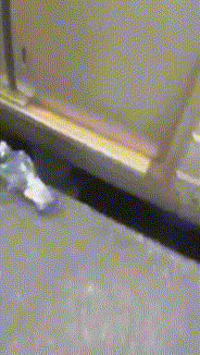 動物のGIF画像が集まるトピ