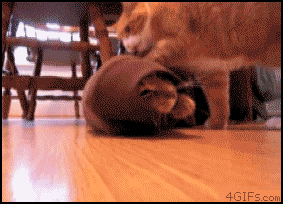 動物のGIF画像が集まるトピ