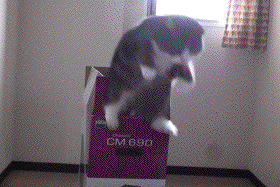 動物のGIF画像が集まるトピ