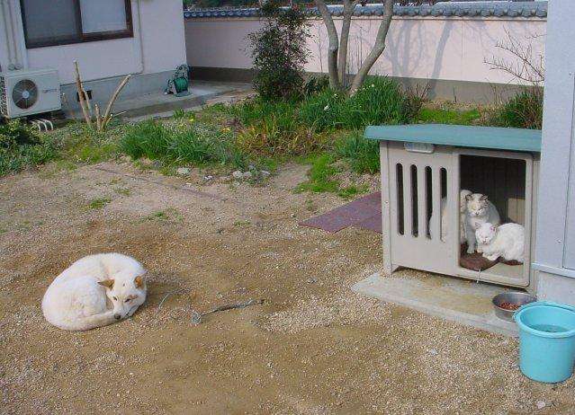 犬と猫って仲良し？それとも？な画像を貼るトピ