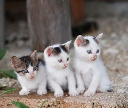 賢そうに見える動物の画像トピ