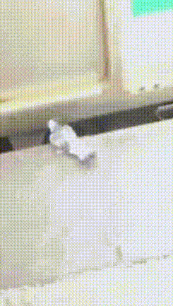 ちょっと変わった場所にいる動物の画像を貼るトピ
