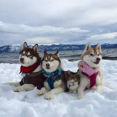 犬と猫って仲良し？それとも？な画像を貼るトピ