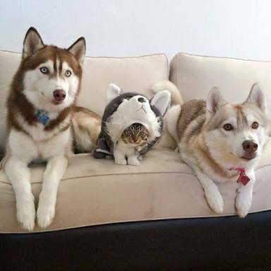 犬と猫って仲良し？それとも？な画像を貼るトピ