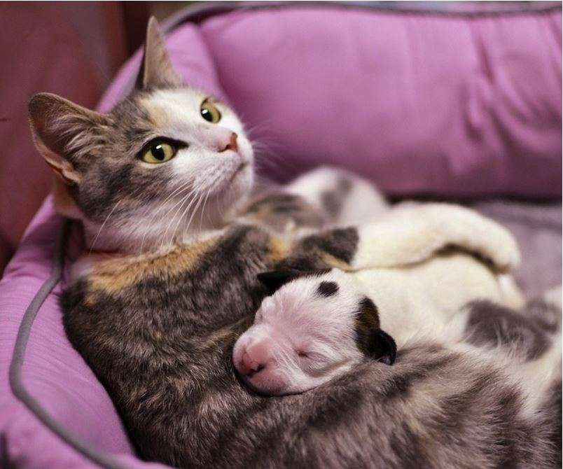 犬と猫って仲良し？それとも？な画像を貼るトピ