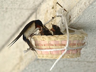スズメ、ツバメ等の、巣づくりエピソード☆