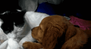 動物のGIF画像が集まるトピ