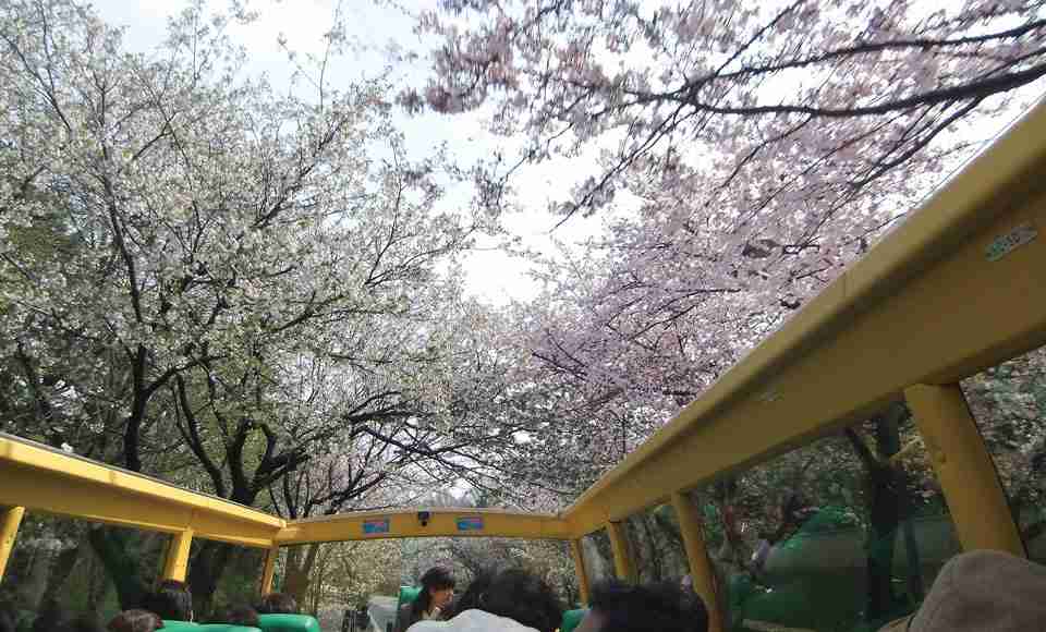 【おひとり様】東京観光のオススメ