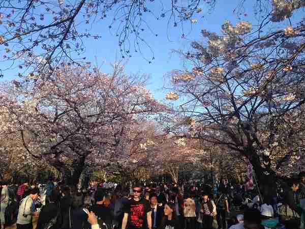 桜が「台無し」…花見で賑わう代々木公園のゴミ“完全”放置