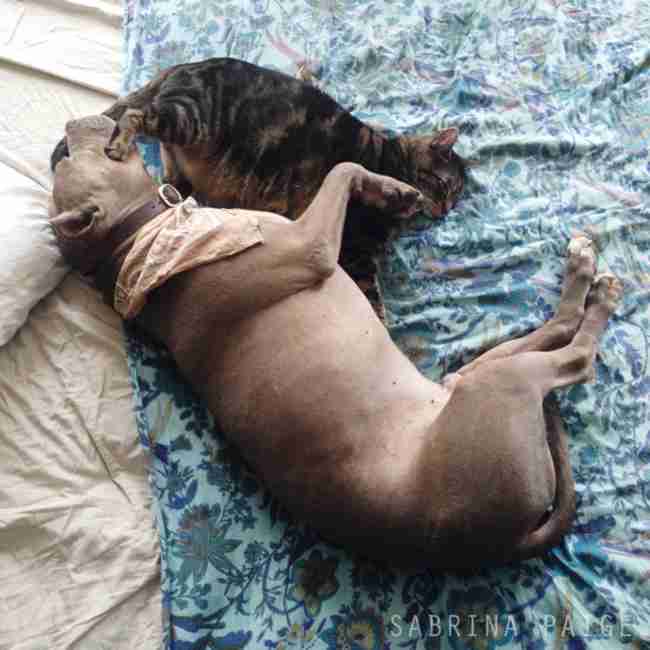 犬と猫って仲良し？それとも？な画像を貼るトピ