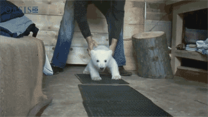 動物のGIF画像が集まるトピ