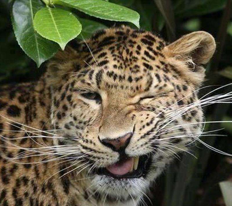 賢そうに見える動物の画像トピ