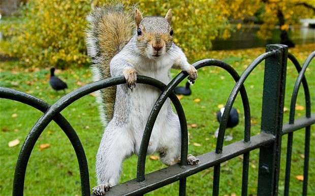 憧れる庭の画像