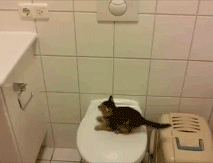 動物のGIF画像が集まるトピ