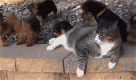 犬と猫って仲良し？それとも？な画像を貼るトピ