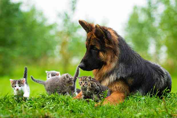 犬と猫って仲良し？それとも？な画像を貼るトピ