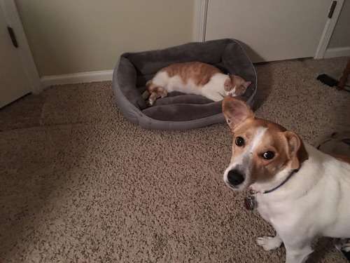 犬と猫って仲良し？それとも？な画像を貼るトピ