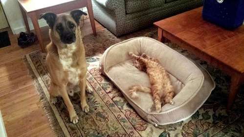 犬と猫って仲良し？それとも？な画像を貼るトピ
