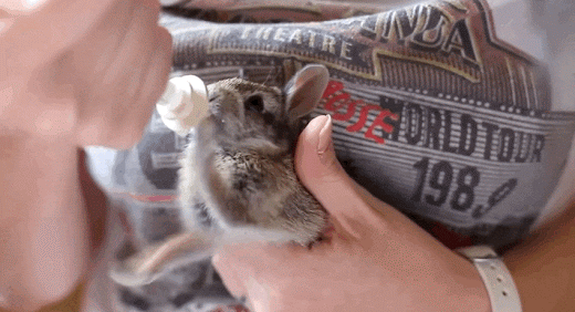 動物のGIF画像が集まるトピ
