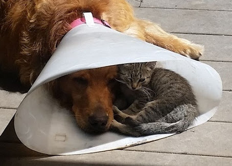 犬と猫って仲良し？それとも？な画像を貼るトピ