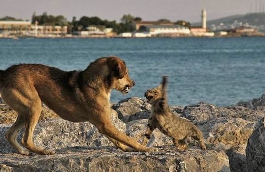 犬と猫って仲良し？それとも？な画像を貼るトピ