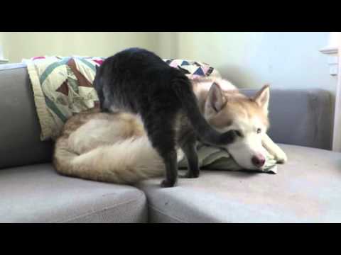 Cat gives this husky a massage before settling down for a nap - YouTube