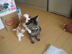 犬と猫って仲良し？それとも？な画像を貼るトピ