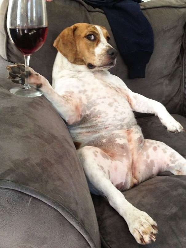 賢そうに見える動物の画像トピ
