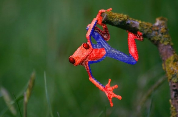 賢そうに見える動物の画像トピ