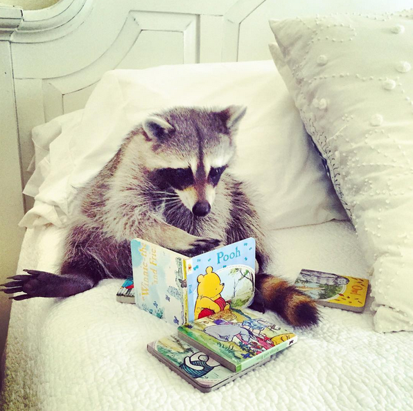 賢そうに見える動物の画像トピ