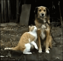 動物のGIF画像が集まるトピ