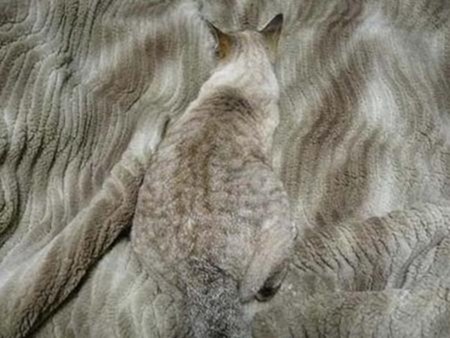 【画像】動物が隠れている画像を下さい