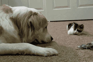犬と猫って仲良し？それとも？な画像を貼るトピ