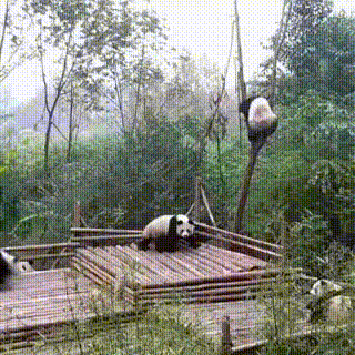 ちょっと変わった場所にいる動物の画像を貼るトピ
