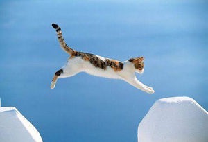 【画像】海を背景にした犬・猫の画像を下さい