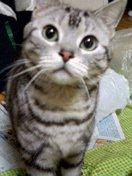 絶対に許せません、大拡散お願いします｜ろんちゃんと一緒に♪