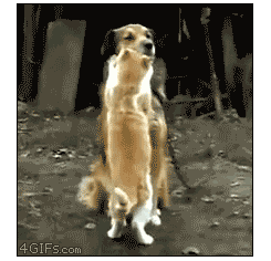 動物のGIF画像が集まるトピ